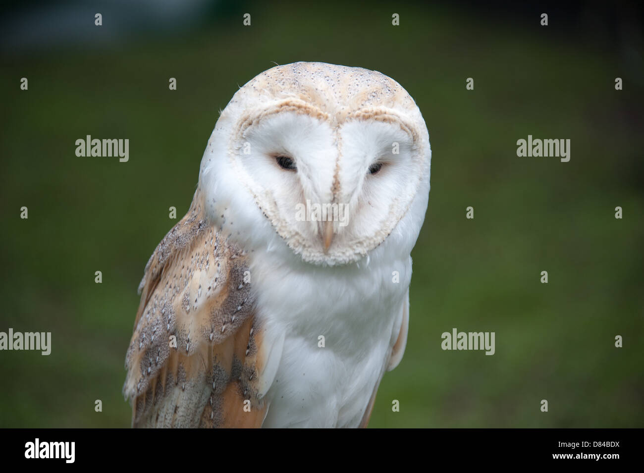 Barn Owl Uk (Tyto alba Stock Photo Alamy