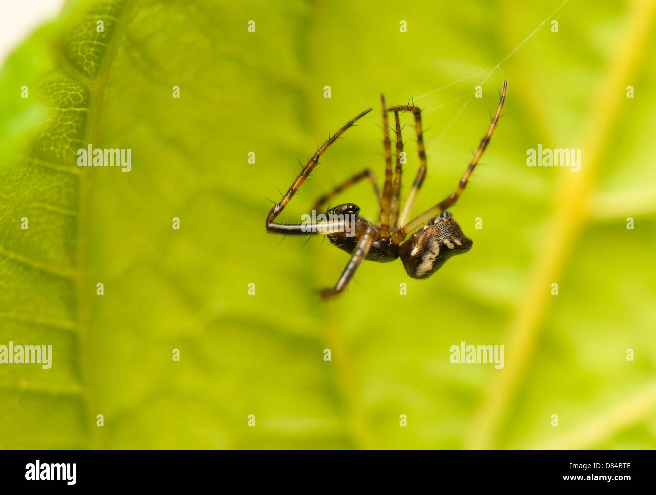 Small spider Stock Photo