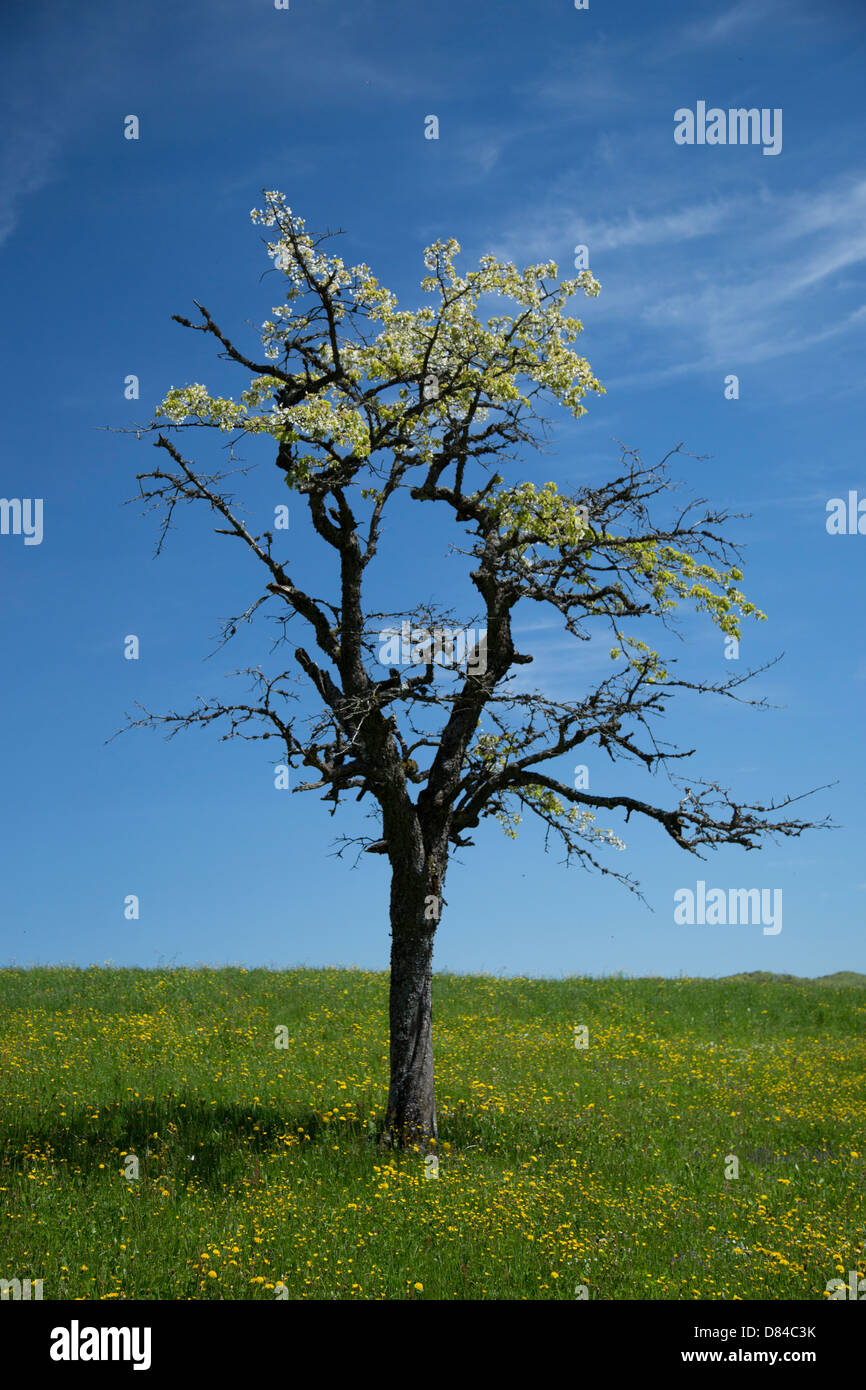 A craggy tree against blue sky taken in Baselland, Switzerland Stock Photo