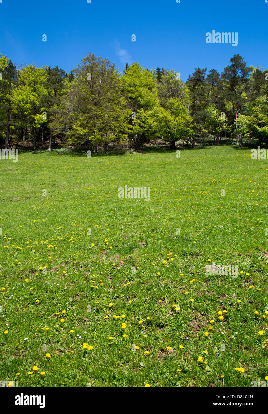 A swiss meadow landscape taken in Baselland, Switzerland Stock Photo