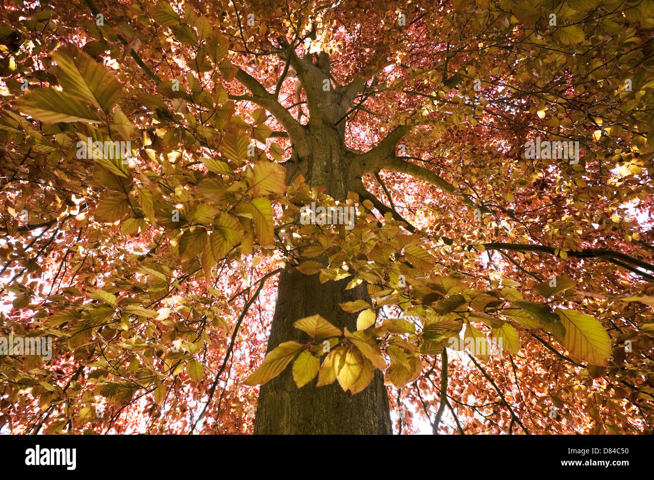 A copper beech (Fagus sylvatica) in new leaf in the spring in Oxfordshire. Stock Photo