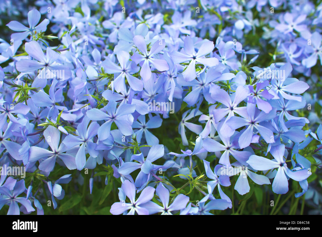 Bright blue Phlox Subulate as a background. Stock Photo