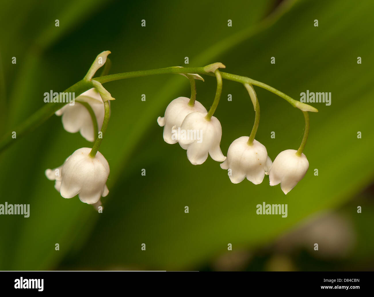 White heaven lily hi-res stock photography and images - Alamy