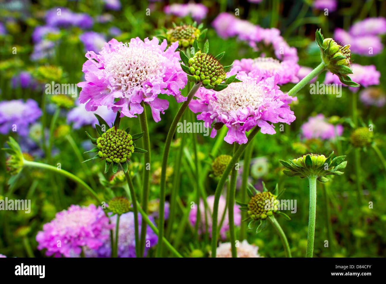 Scabious plant Scabiosa columbaria 'Pink Mist' in a garden. Stock Photo
