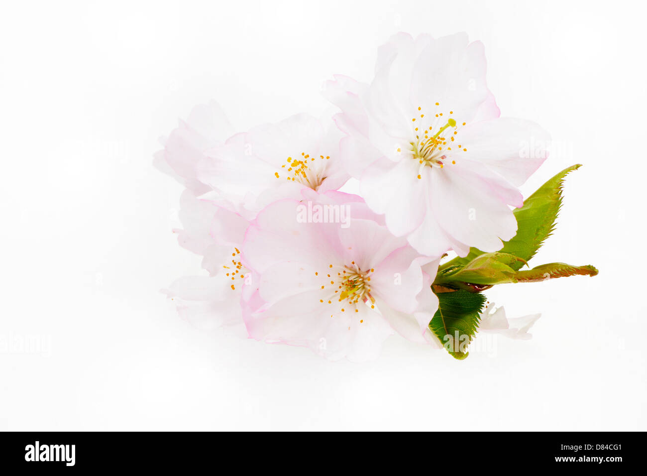 Macro of isolated pink cherry blossoms Stock Photo - Alamy