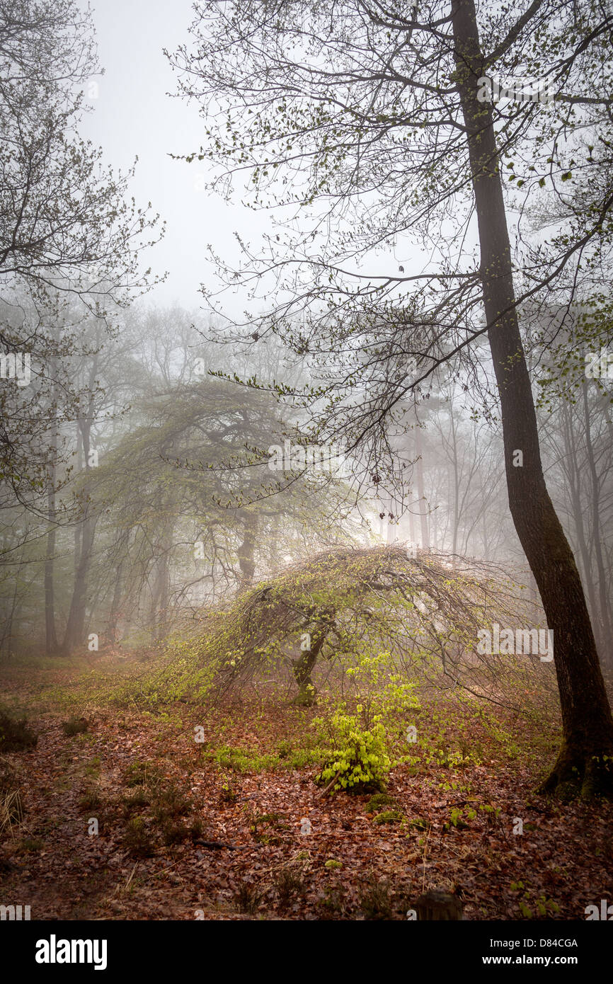Dwarf Beech Trees In Faux De Verzy La Montagne De Reims