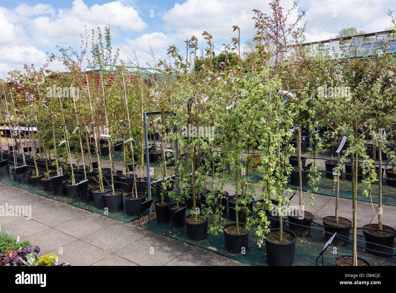 Ashwood nurseries hi-res stock photography and images - Alamy Ashwood nurseries hi-res stock photography and images - Alamy