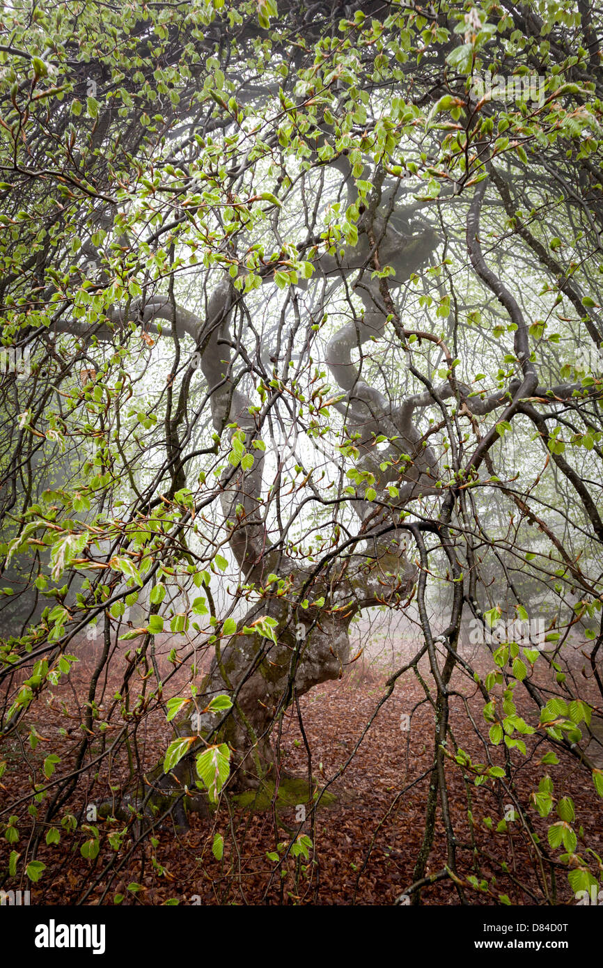 Dwarf Beech Trees in Faux de Verzy, La Montagne de Reims, France, Europe Stock Photo