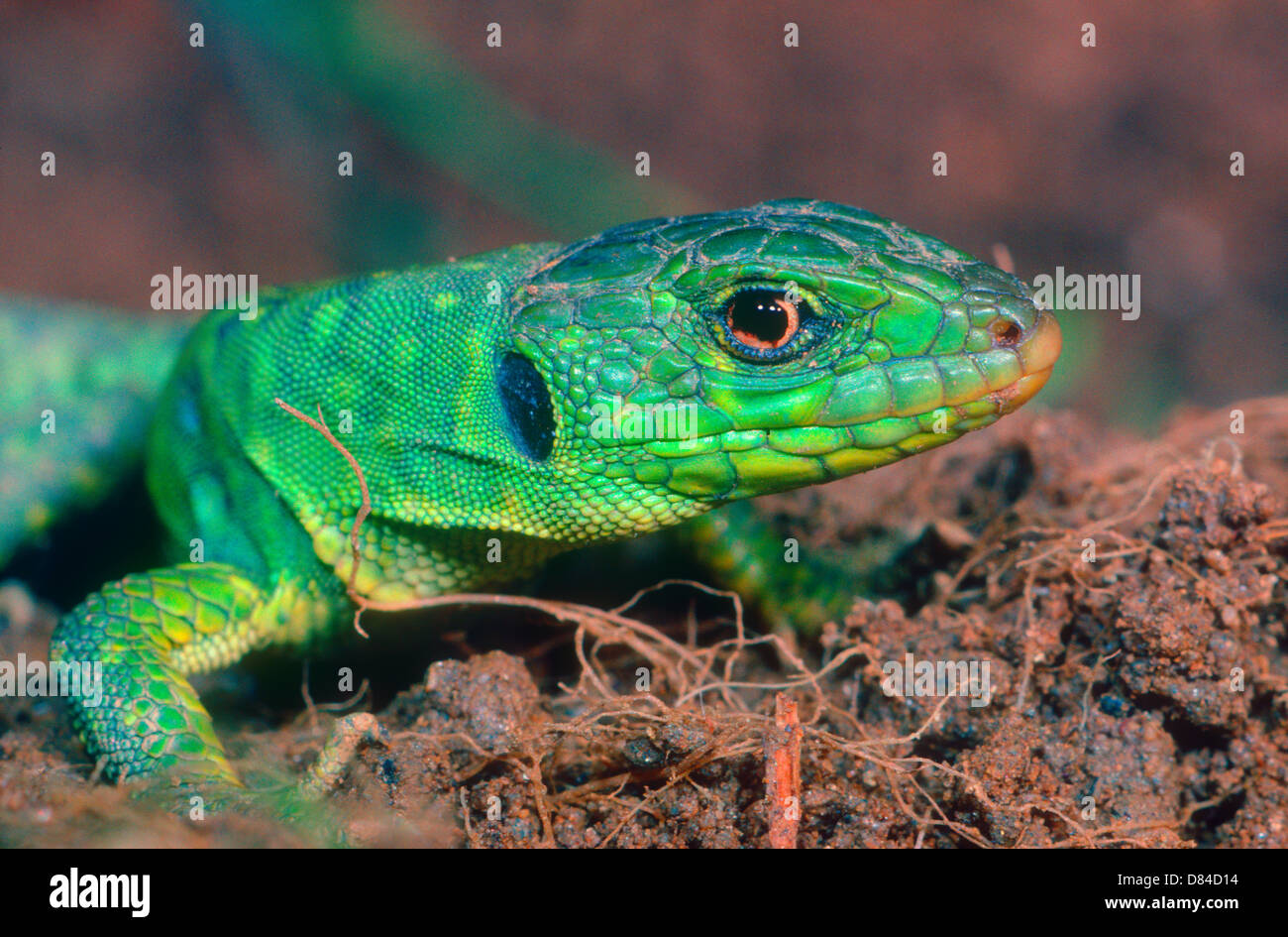 Ocellated Lizard, Timon lepidus. Head closeup of young Stock Photo