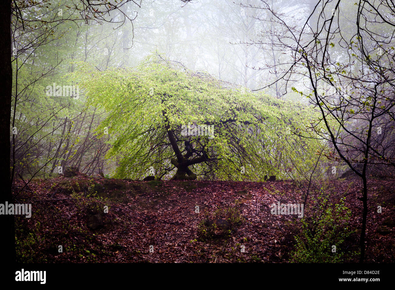 Dwarf Beech Trees in Faux de Verzy, La Montagne de Reims, France, Europe Stock Photo
