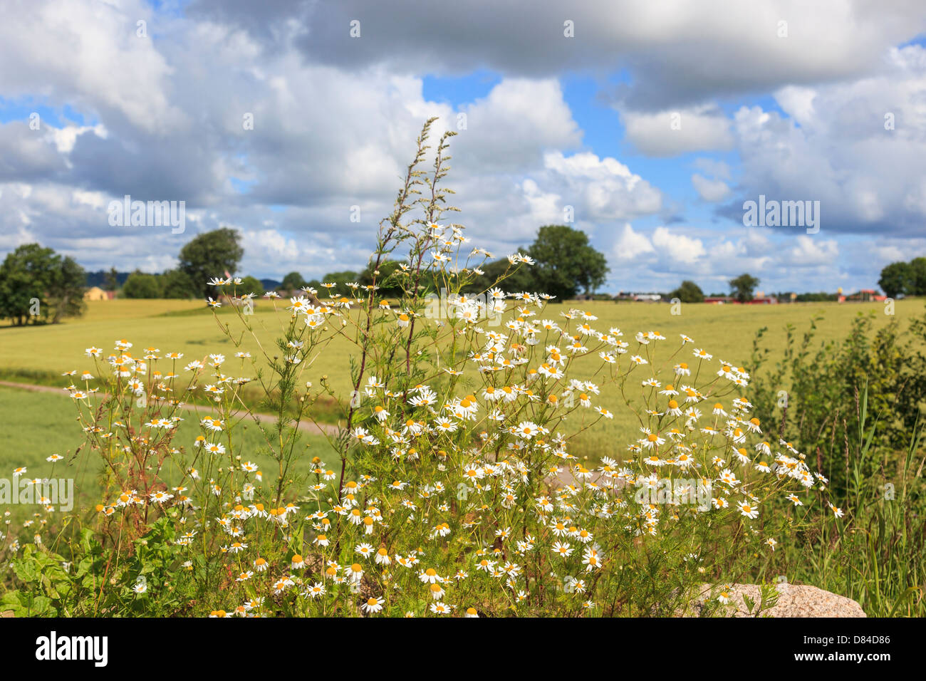 Flowering mayweed in the meadow Stock Photo