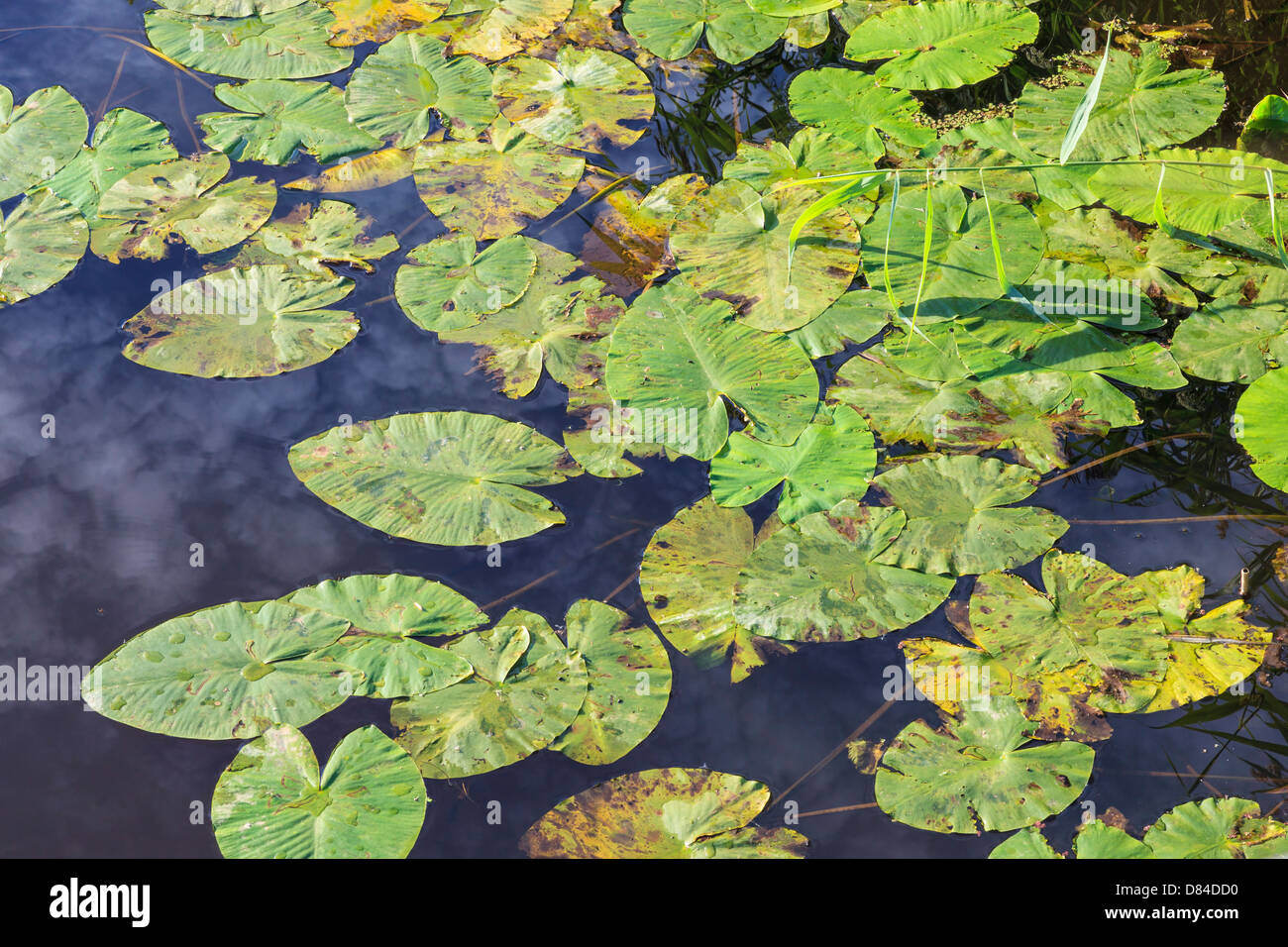 Waterlily leaves floating in the water with reflections Stock Photo - Alamy