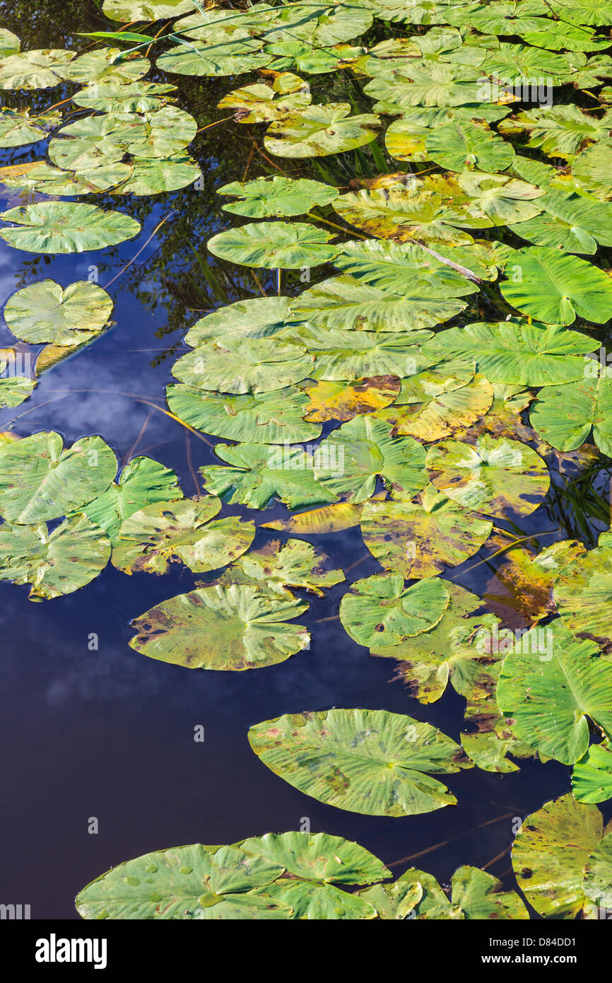 Waterlily leaves floating in the water with reflections Stock Photo - Alamy