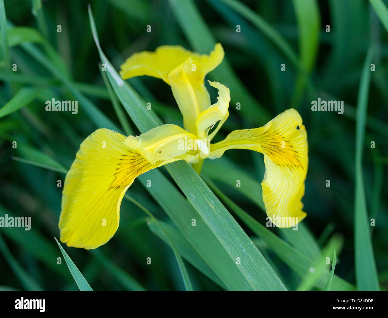 Iris, Iris sp Stock Photo - Alamy
