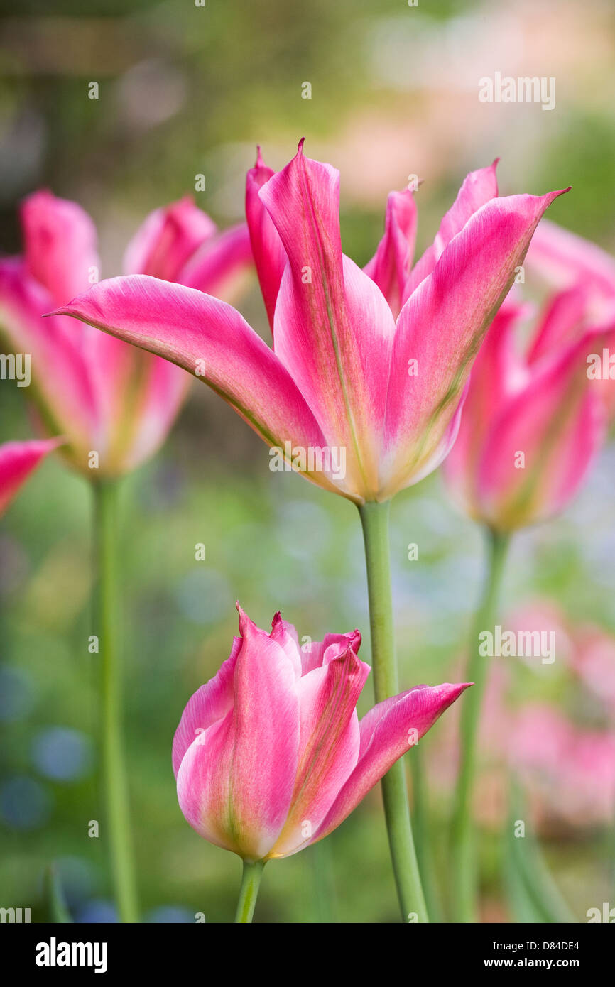 Tulipa viridiflora 'Virichic' in an English garden. Stock Photo