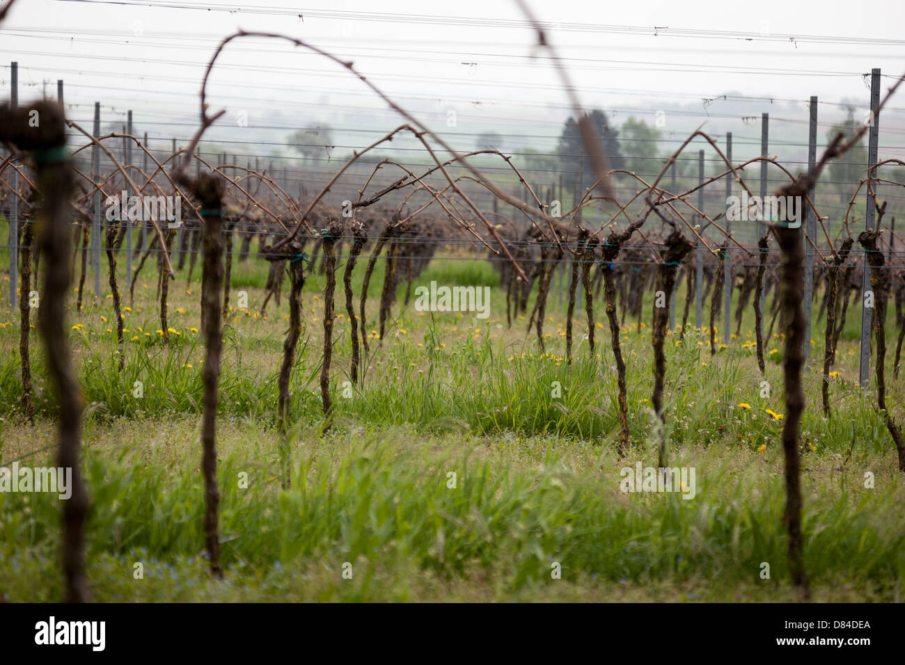 Grape Vines in the Champagne Region, France, Europe Stock Photo Alamy