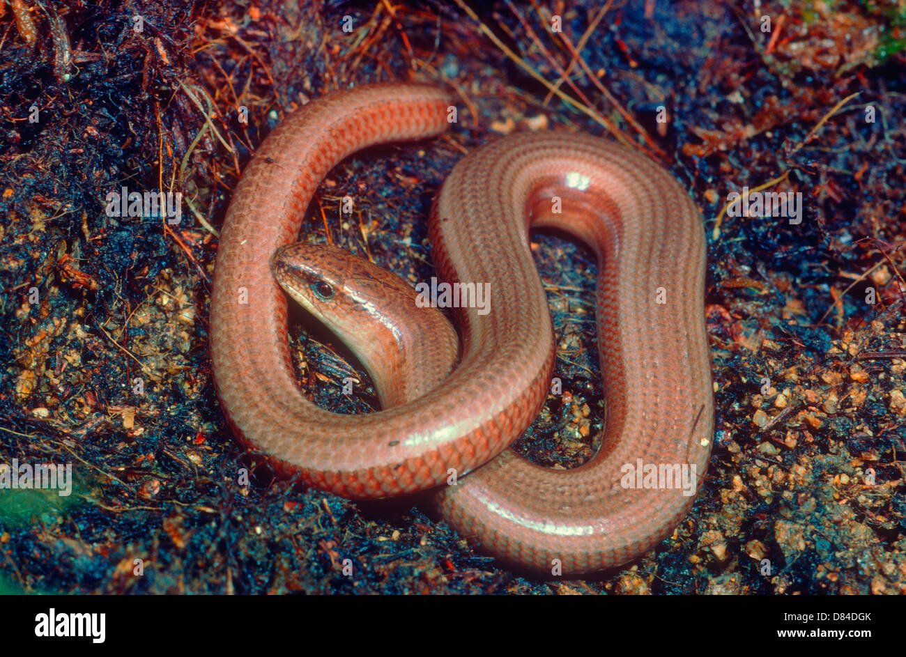 Slow Worm Lizard, Anguis fragilis. Rolled in Stock Photo