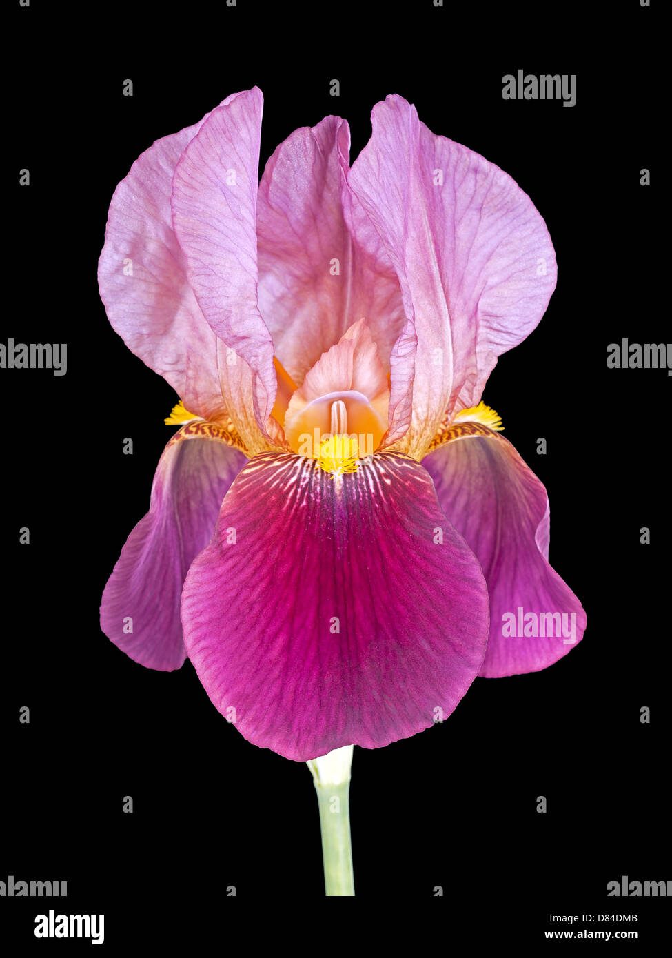 Bearded iris flower Stock Photo