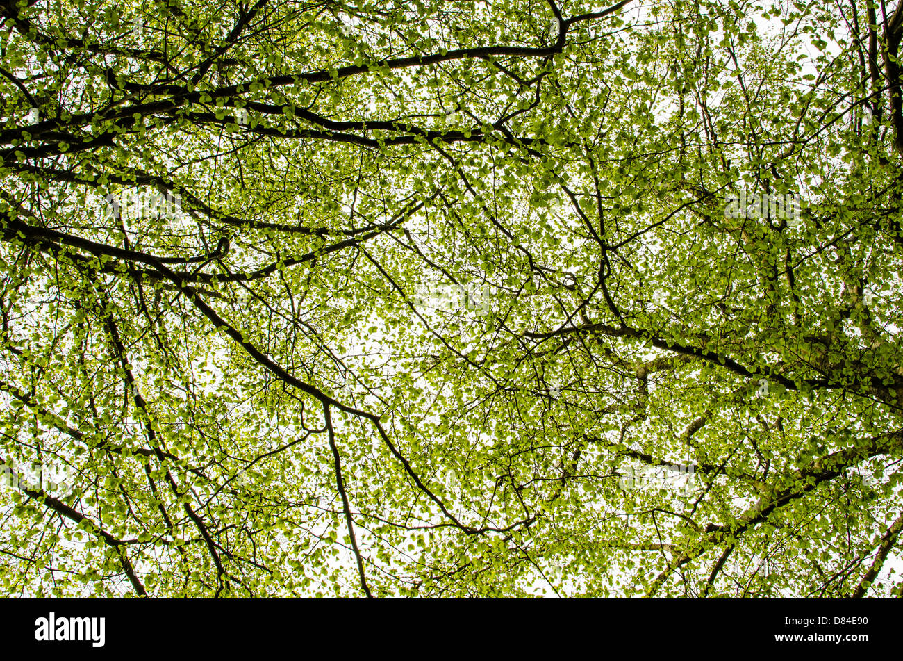 Background of springtime beech foliage Stock Photo - Alamy