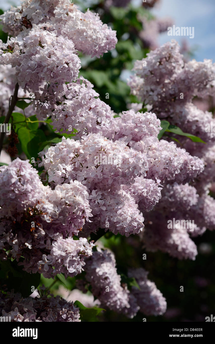 blooming lilac bush Stock Photo Alamy