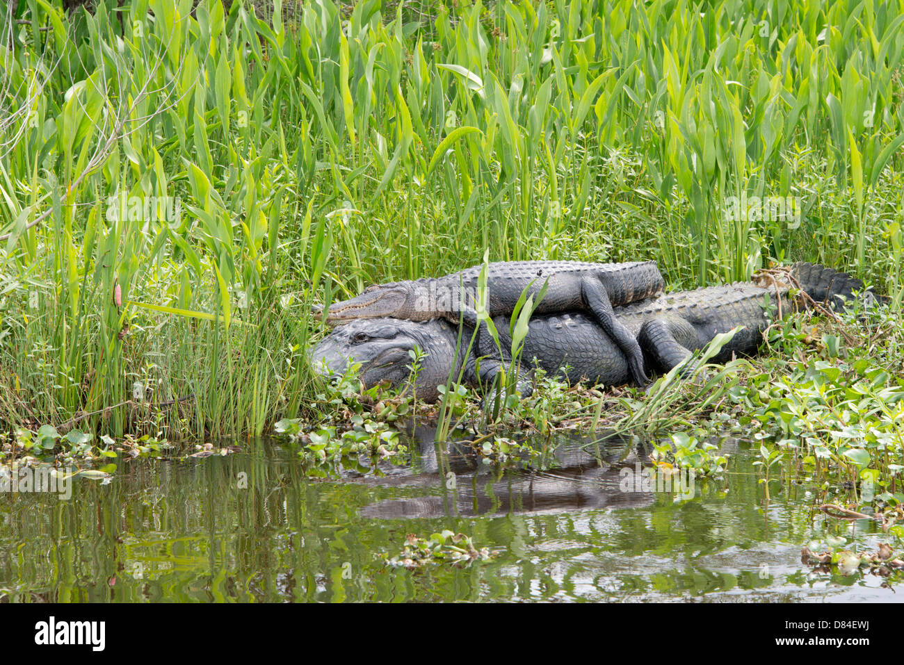 Louisiana, New Orleans, Lafitte. Jean Lafitte National Historical Park - Barataria Preserve. American alligator. Stock Photo