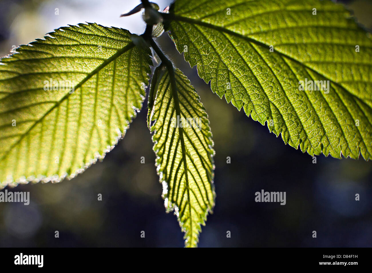 Ulmus glabra the Wych elm or Scots elm in close up Stock Photo