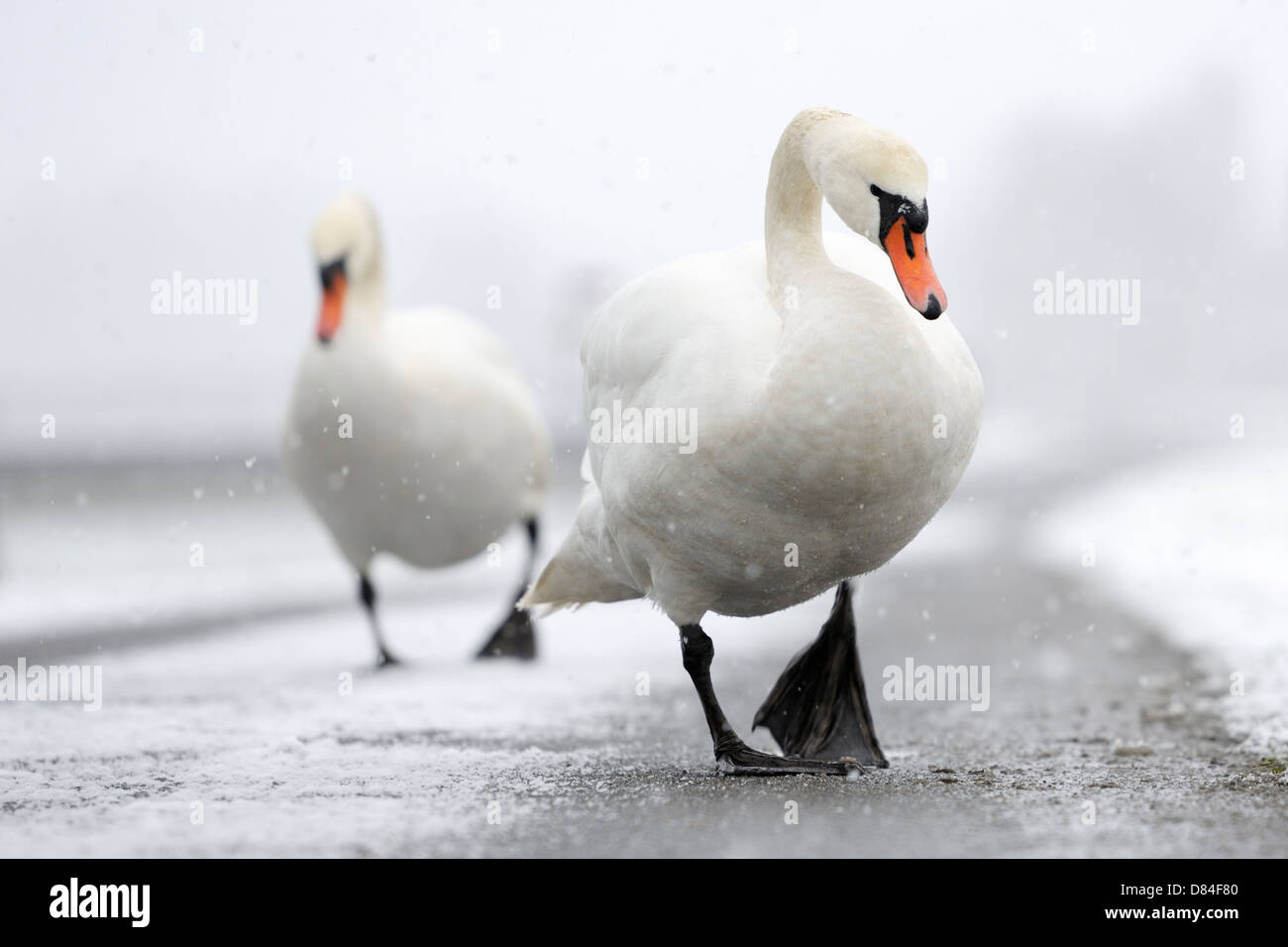 Two Mute Swans walking up close Stock Photo