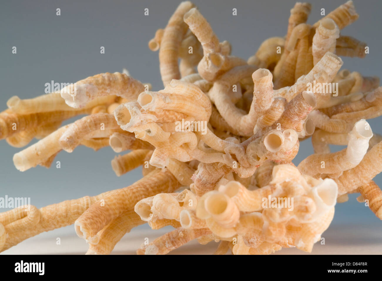 detail of some light brown serpulid worm tubes in gradient grey back Stock Photo