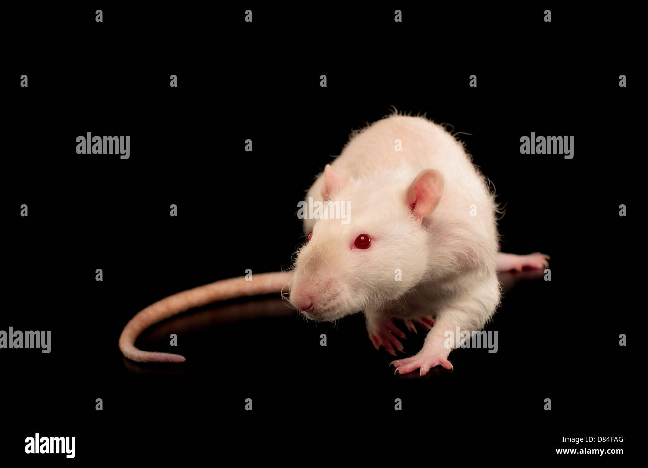 Rex rat isolated in front of black background. Stock Photo
