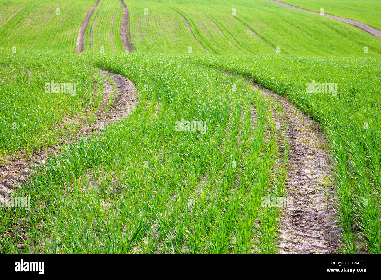field of grain in spring Stock Photo