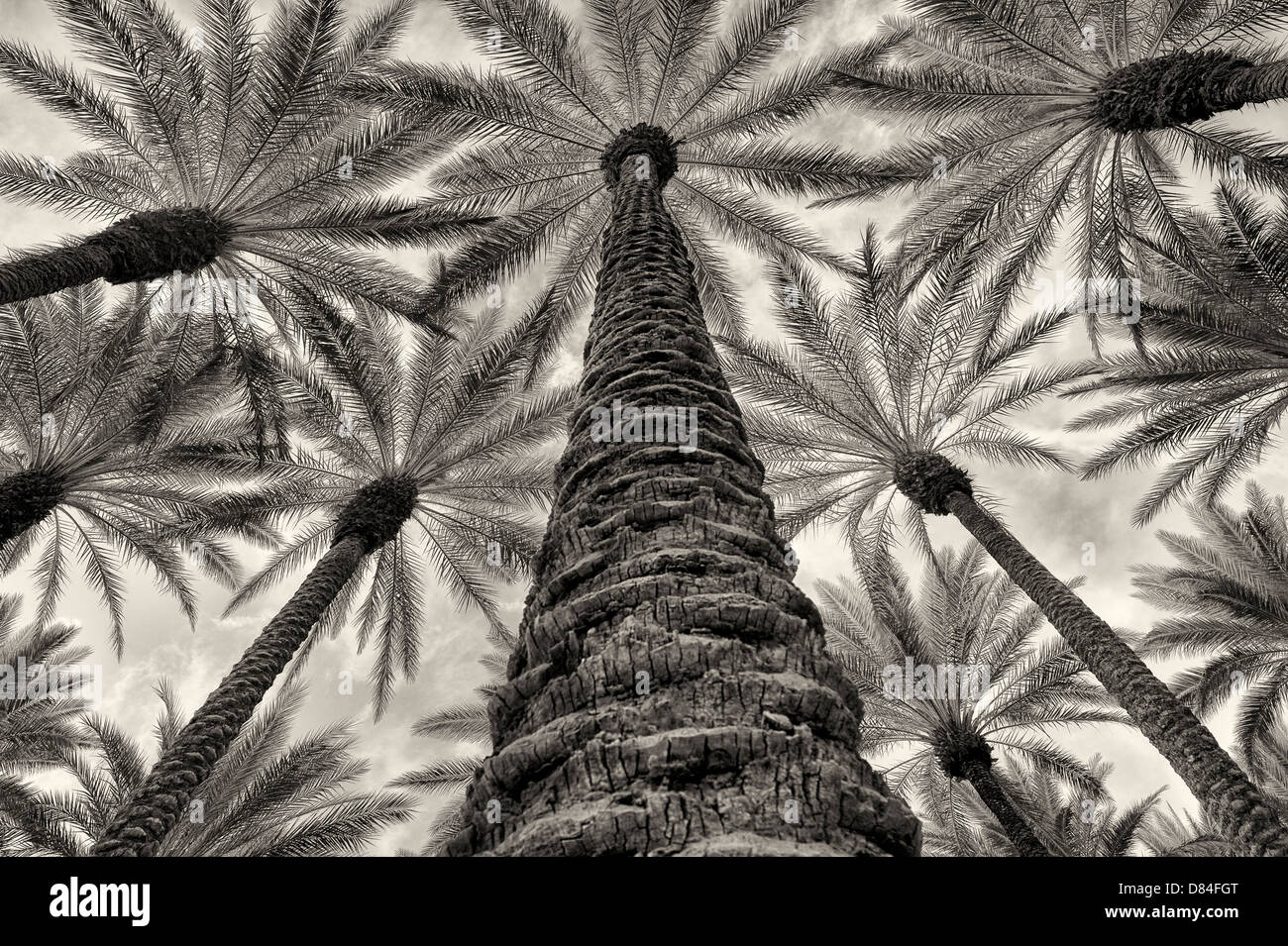 Looking up into California Fan Palm trees with sunrise clouds. Palm Desert, California Stock Photo