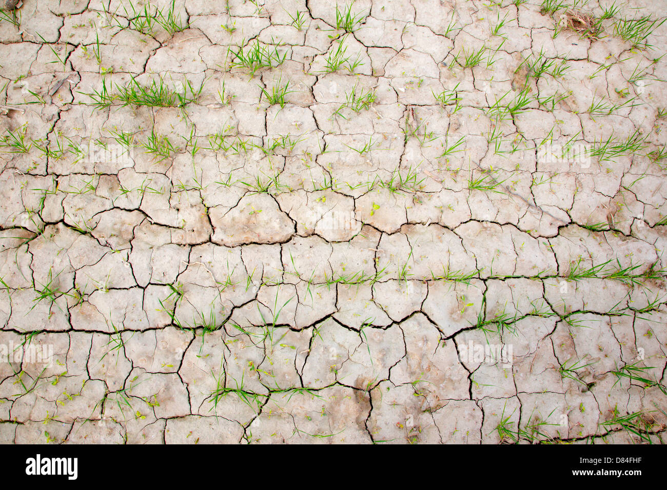 dirt on the corn field - detail Stock Photo