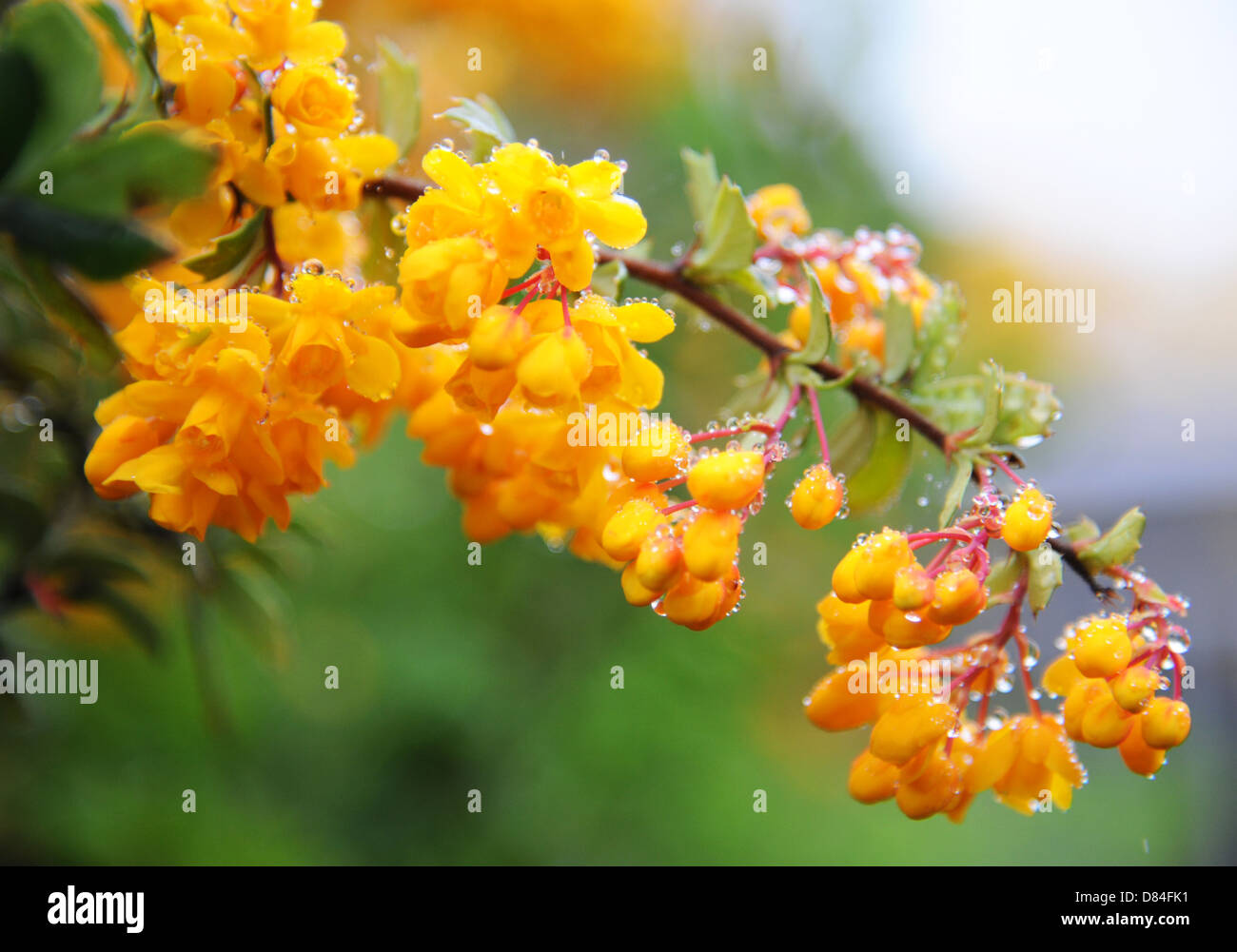 Clusters of small orange flowers of Berberis darwinii coated in rain drops. Stock Photo