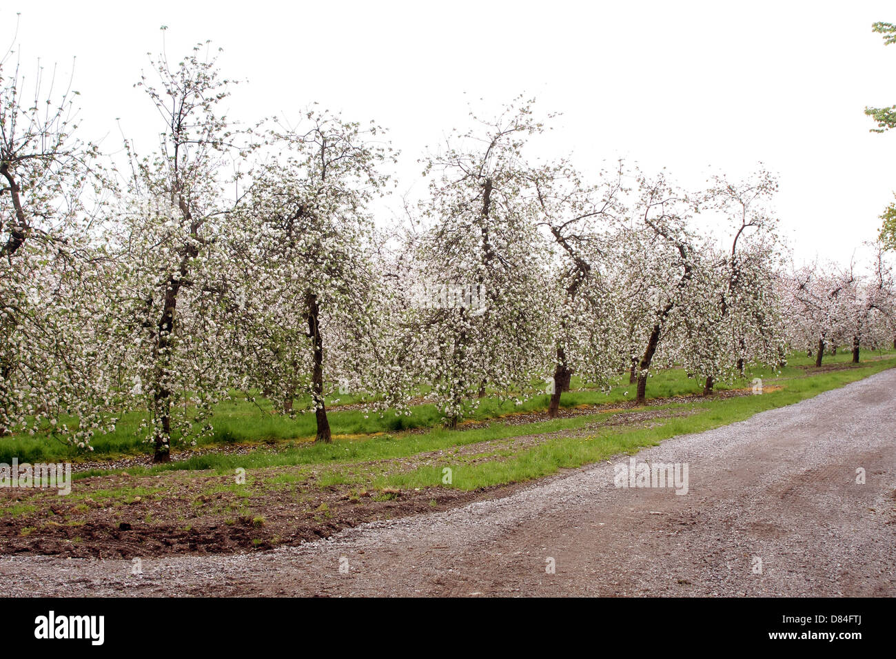Thatchers cider apple orchards in Sandford Somerset, near their works