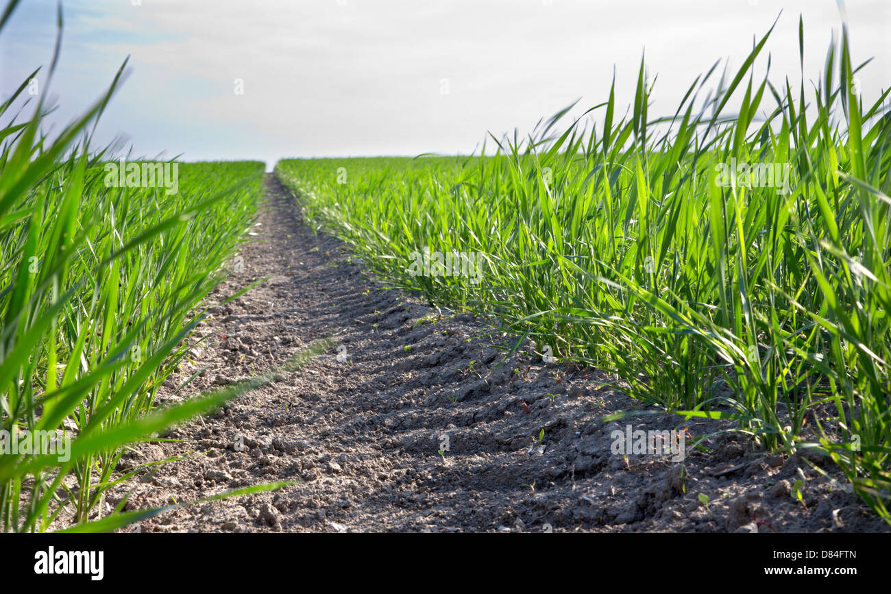 detail from field of grain in spring Stock Photo