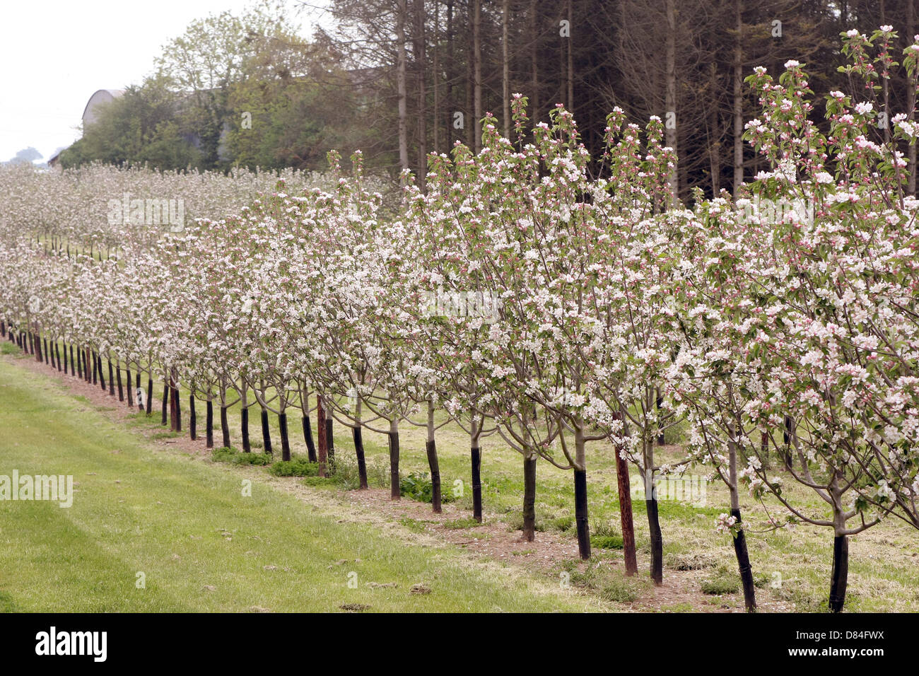 Thatchers cider apple orchards in Sandford Somerset, near their works