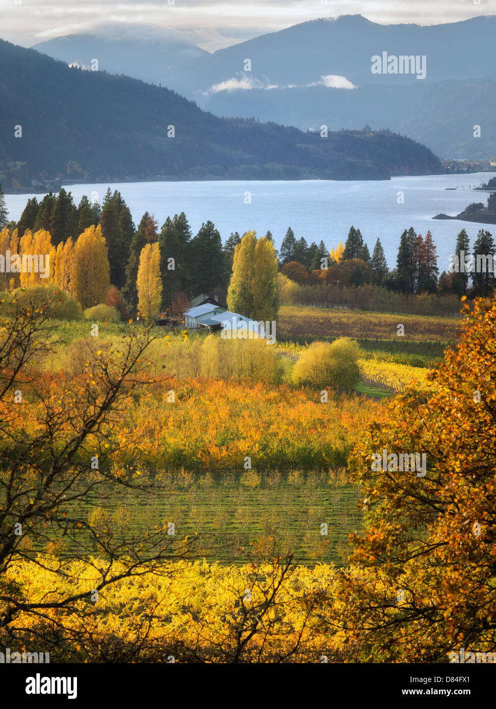 Orchard in fall colors and Columbia River. Columbia River Gorge National Scenic Area. Oregon Stock Photo