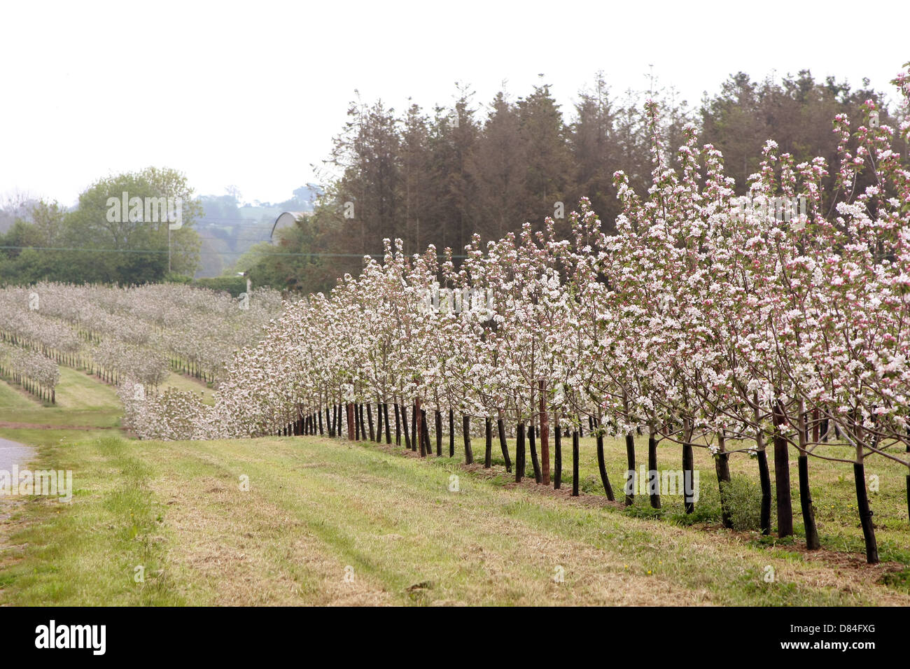 Thatchers cider apple orchards in Sandford Somerset, near their works