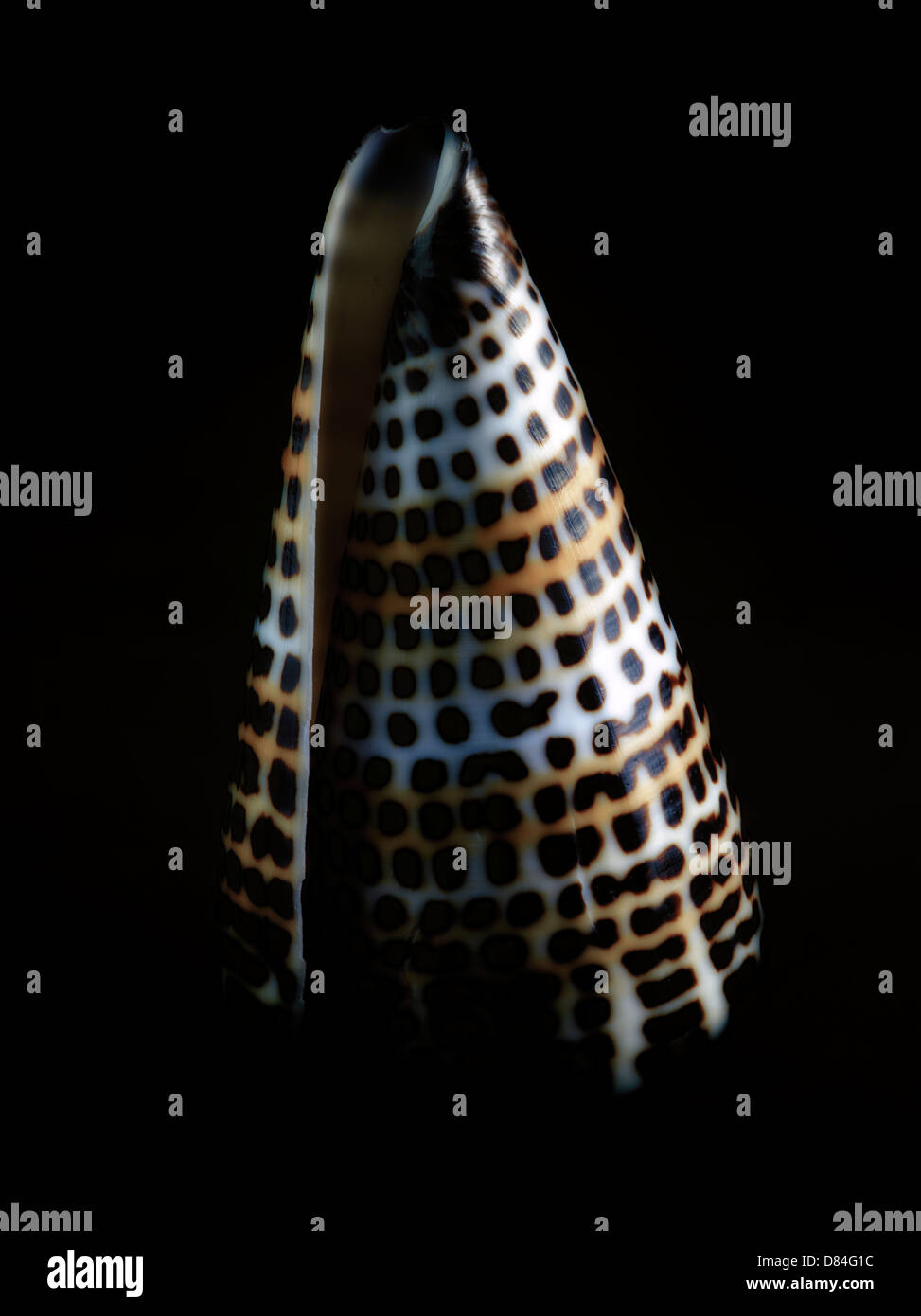 Close up of Lettered Cone Seashell. Stock Photo