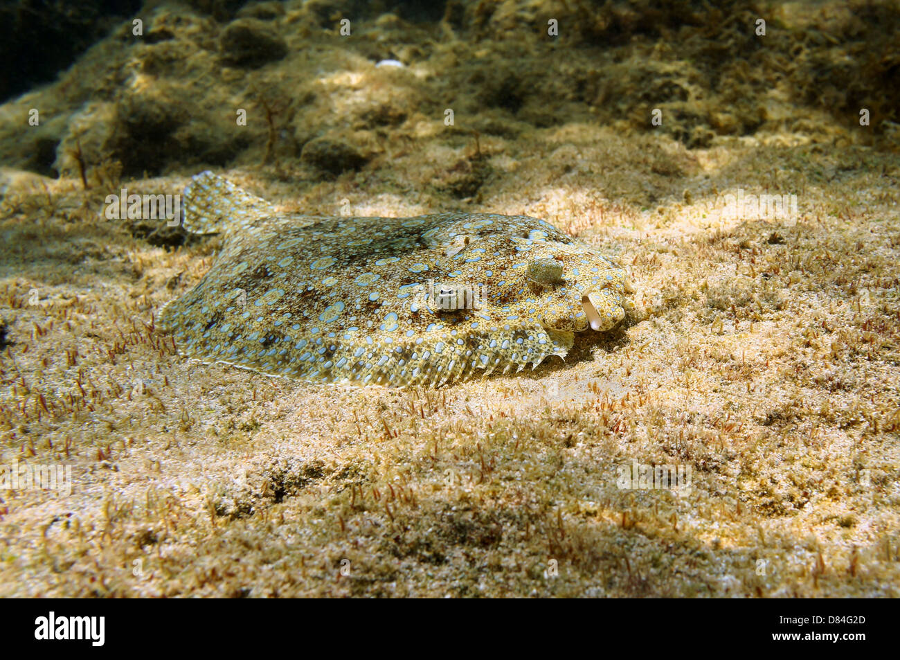 Peacock flounder fish camouflaged on seafloor, Caribbean sea, Mexico Stock Photo