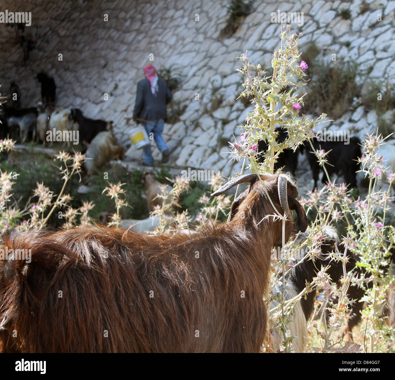 Goats & Shepherd Stock Photo Alamy