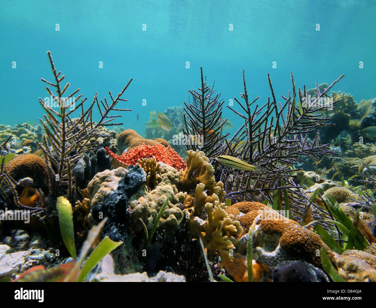 Underwater seabed with corals in the Caribbean sea Stock Photo - Alamy