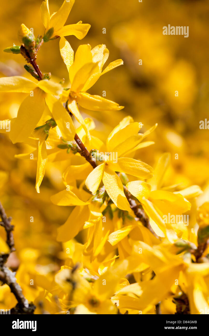 Forsythia blossom hi-res stock photography and images - Alamy