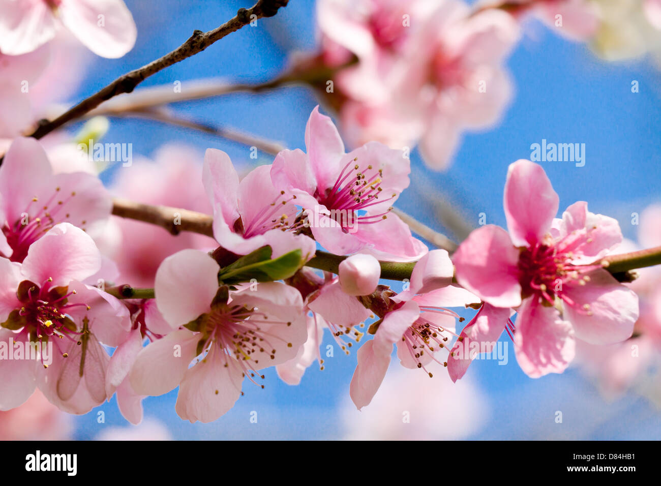 blooming cherry blossom and blue sky in spring background Stock Photo ...