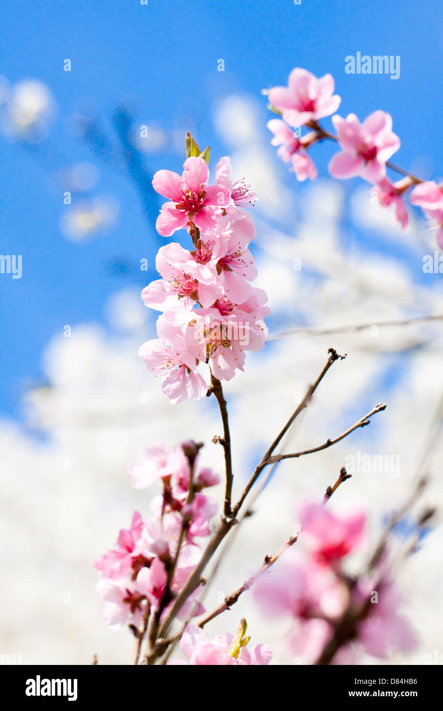 blooming cherry blossom and blue sky in spring background Stock Photo ...