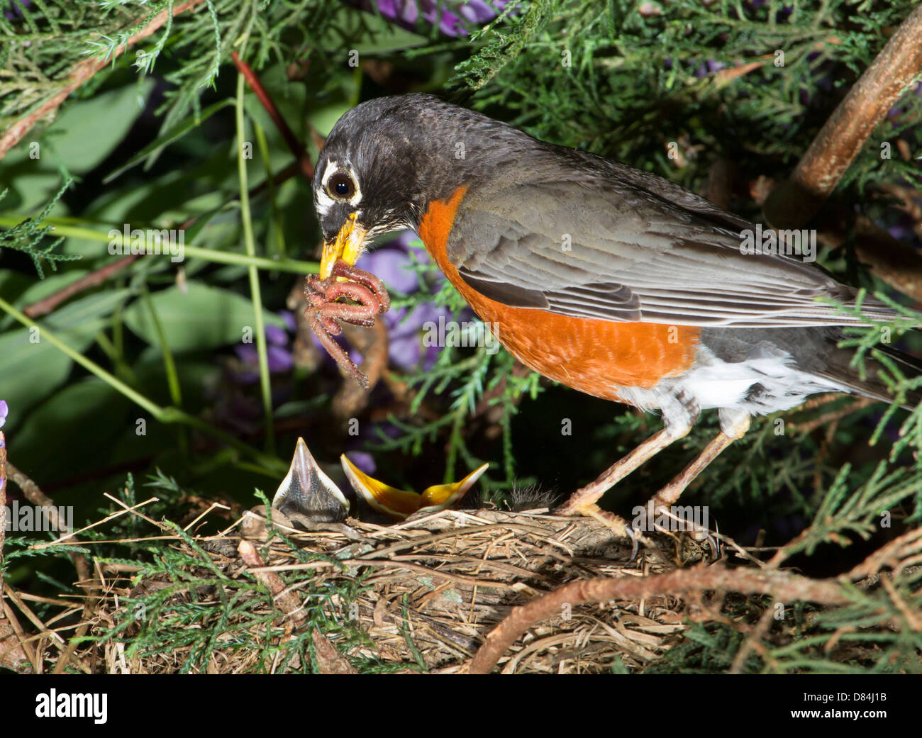 Male American robin (Turdus migratorius) feeding nestlings in the nest (Georgia, USA). Stock Photo