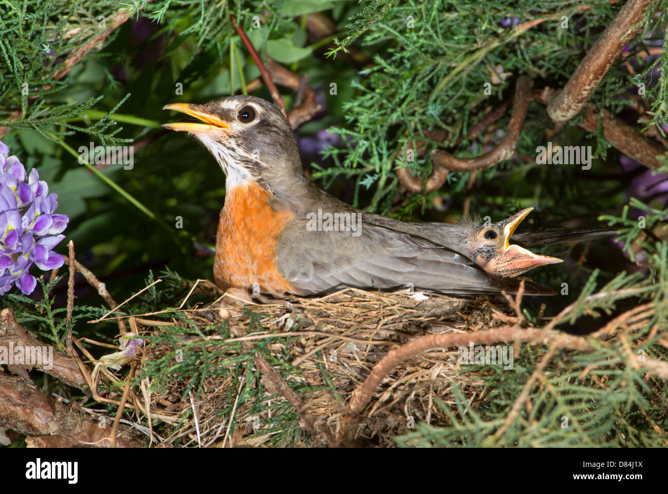 Female American robin warming nestlings in the nest. Stock Photo