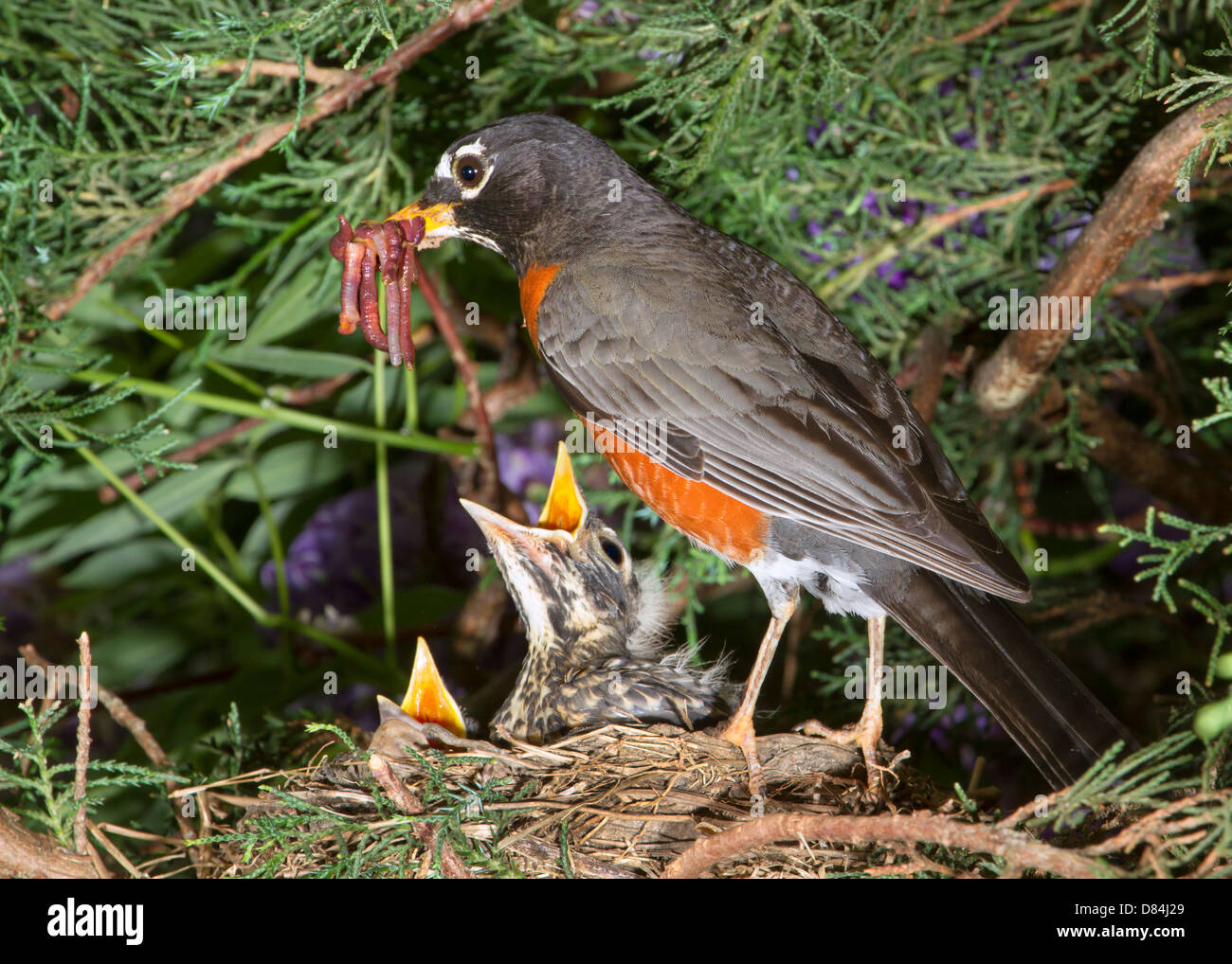 Male American robin (Turdus migratorius) feeding nestlings in the nest (Georgia, USA). Stock Photo