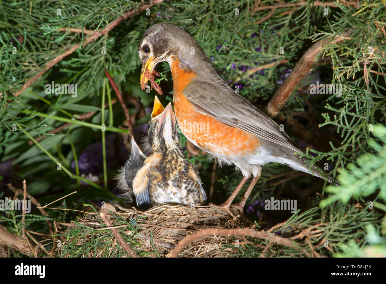 Female American robin (Turdus migratorius) feeding nestlings in the nest (Georgia, USA). Stock Photo