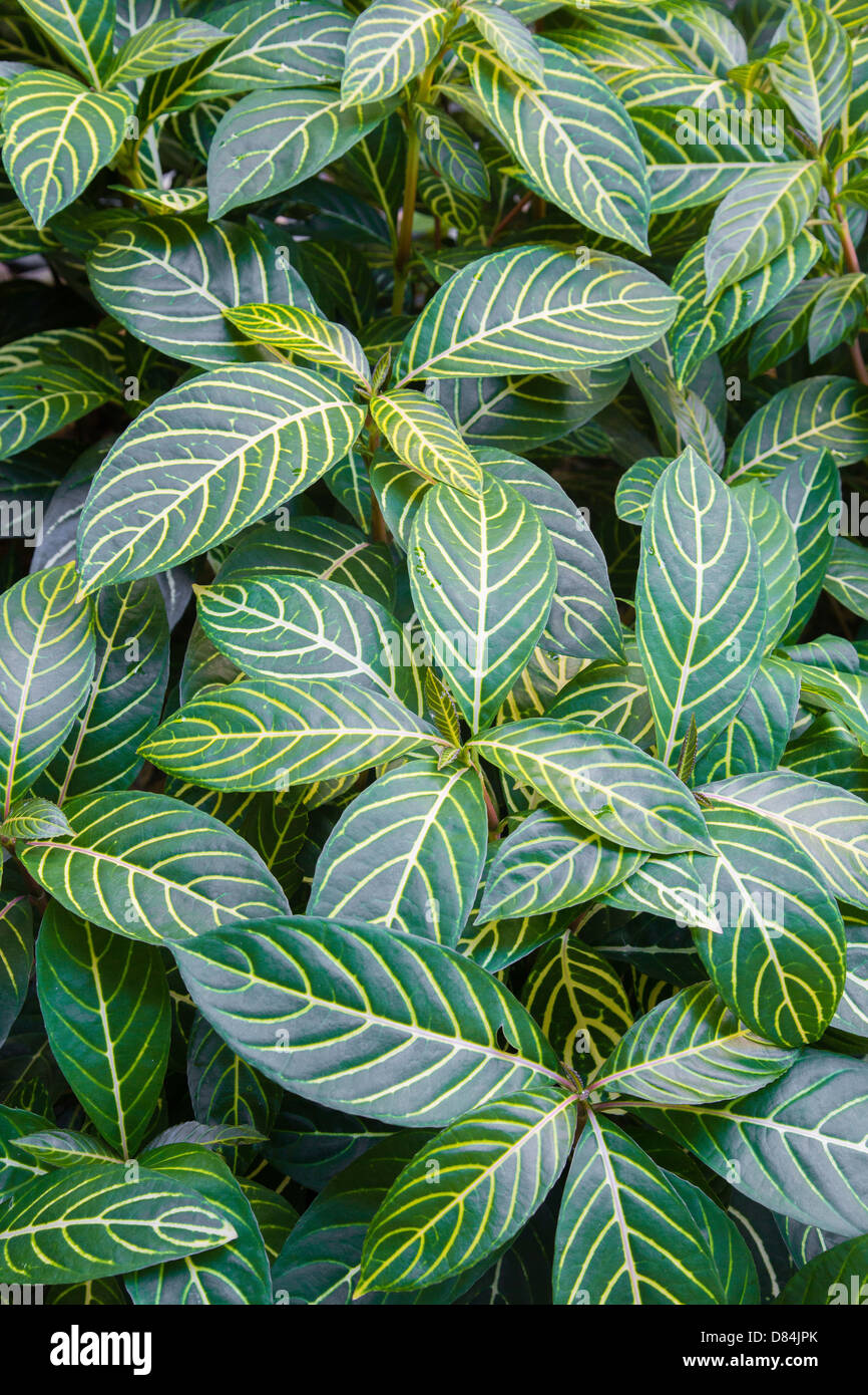 Exotic veined leaves of Fire Fingers or Zebra plant Sanchezia nobilis in a  tropical garden Stock Photo - Alamy